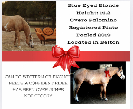 HorseID: 2270230 Blue Eyed Blonde - PhotoID: 1061448