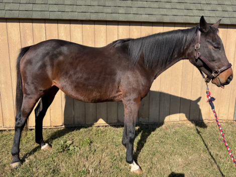 HorseID: 2270263 Why Not You - PhotoID: 1088960