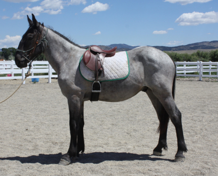 HorseID: 2270279 Angie's Blue Man - PhotoID: 1061434