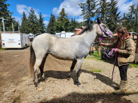 HorseID: 2270446 Shekoba - PhotoID: 1089344