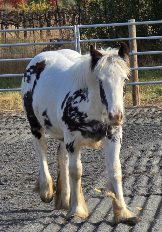 HorseID: 2271124 Desert Dreams Little Blueberry - PhotoID: 1061665