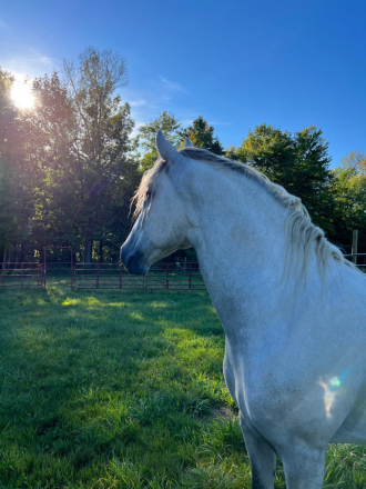 HorseID: 2271210 Conversano Lipica IV - PhotoID: 1048871