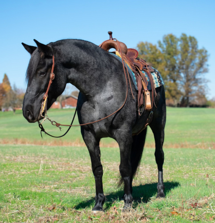 HorseID: 2271745 Dungarvan Fergus - PhotoID: 1062969