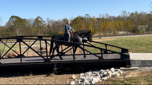 HorseID: 2271745 Dungarvan Fergus - PhotoID: 1062971