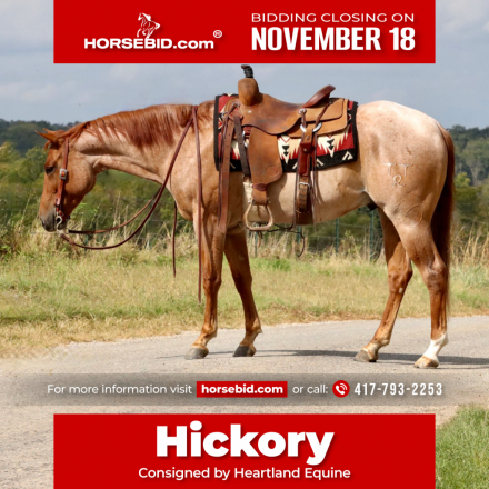 HorseID: 2271746 TTR Rustic Hickory - PhotoID: 1043303