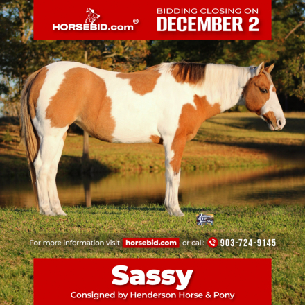 HorseID: 2271747 Sassy - PhotoID: 1043299