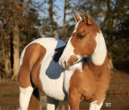 HorseID: 2271747 Sassy - PhotoID: 1043300