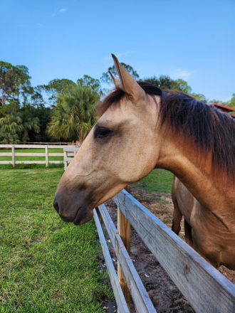 HorseID: 2272000 Tormenta - PhotoID: 1061029