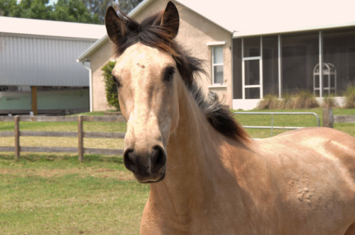 HorseID: 2272000 Tormenta - PhotoID: 1061029