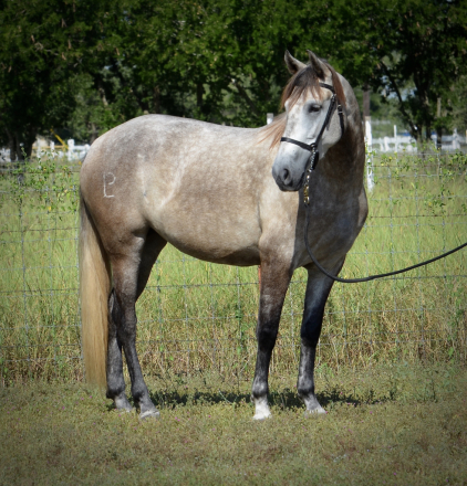 HorseID: 2272243 Legendaria LP - PhotoID: 1044031