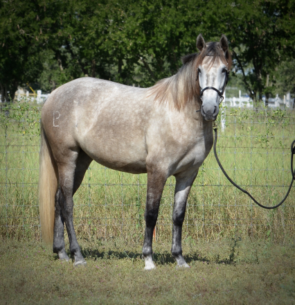 HorseID: 2272243 Legendaria LP - PhotoID: 1044032