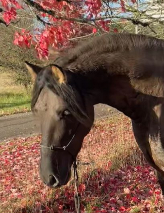 HorseID: 2272588 2022 Grulla Friesian Stallion - PhotoID: 1044609