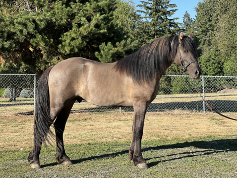 HorseID: 2272588 2022 Grulla Friesian Stallion - PhotoID: 1044610