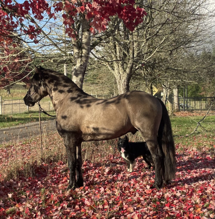 HorseID: 2272588 2022 Grulla Friesian Stallion - PhotoID: 1044612