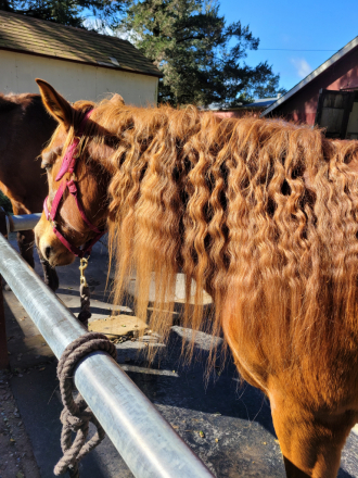 HorseID: 2272749 Gizmo - PhotoID: 1074221