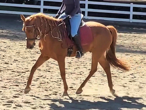 HorseID: 2272749 Gizmo - PhotoID: 1074222