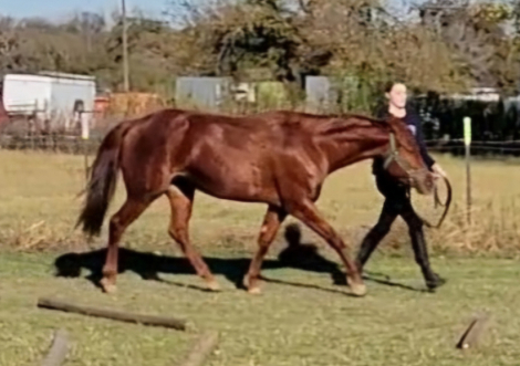 HorseID: 2273427 Red Girls Rule - PhotoID: 1063042