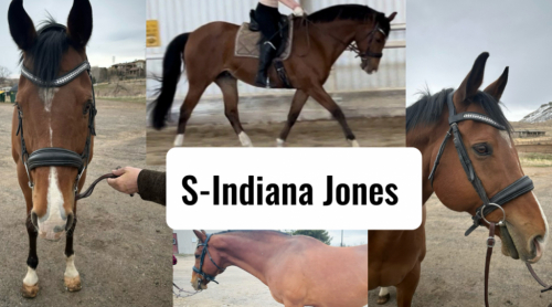 HorseID: 2273578 S-Indiana Jones - PhotoID: 1062619