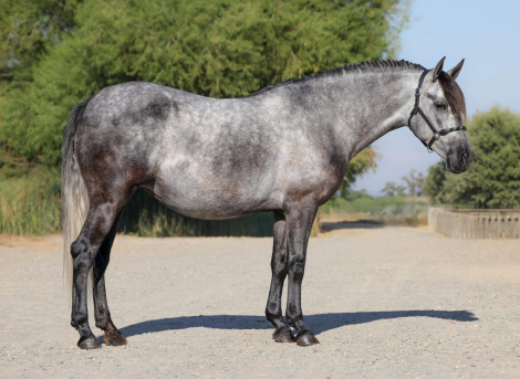 HorseID: 2273586 Amapola MR II - PhotoID: 1045759