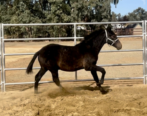 HorseID: 2274180 Romerito de Indio EA - PhotoID: 1061652