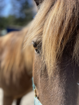 HorseID: 2274842 Silverado Blue Skye - PhotoID: 1055787