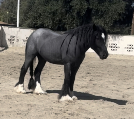 HorseID: 2275527 Greensleeves Grandeurlyn - PhotoID: 1048247