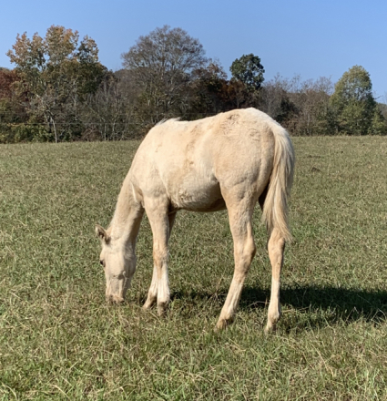 HorseID: 2275735 Smart Little Smoke - PhotoID: 1061030