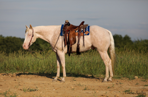 HorseID: 2275753 Sonny Nu Doc - PhotoID: 1048797