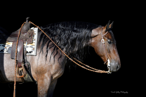 HorseID: 2275761 Nugget - PhotoID: 1048793