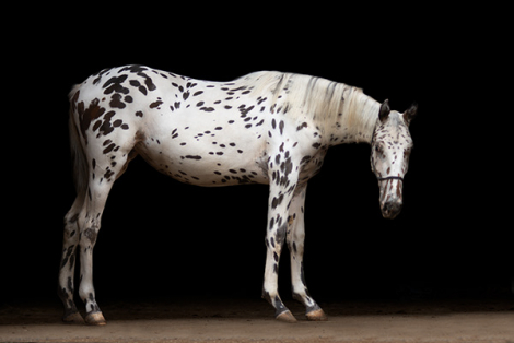 HorseID: 2276412 Capri MHF - PhotoID: 1055525