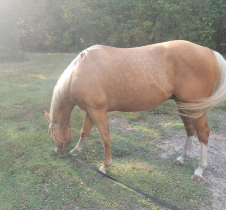 HorseID: 2278769 Way Cool Cajun - PhotoID: 1061674