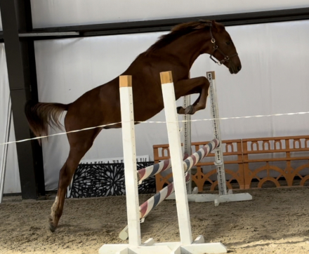 HorseID: 2278867 Sweet Escape - PhotoID: 1061011