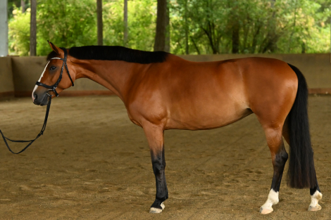 HorseID: 2279720 Satine DSF - PhotoID: 1061010