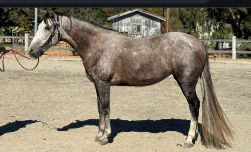 HorseID: 2279827 Pacifica KC - PhotoID: 1061691