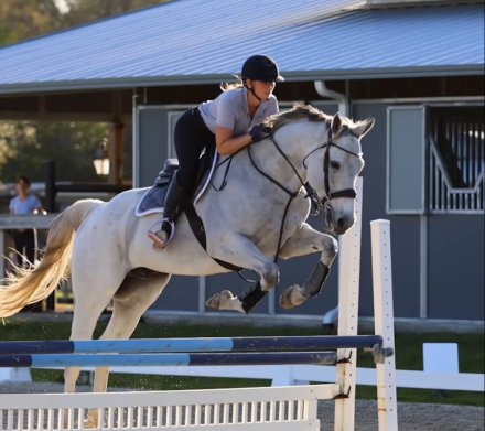 HorseID: 2280008 Dapper Grey - PhotoID: 1054440