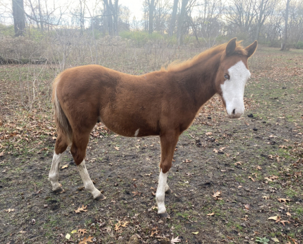 HorseID: 2280382 Buddy reg pending - PhotoID: 1054993