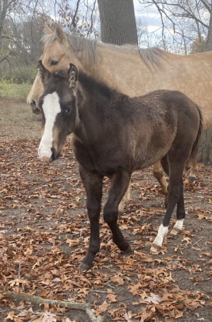 HorseID: 2280394 Slick reg name pending - PhotoID: 1054994