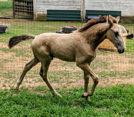 HorseID: 2280411 Gambling for Red Buds HnJ - PhotoID: 1055037