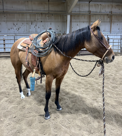 HorseID: 2280717 Zans Hickory High - PhotoID: 1055410