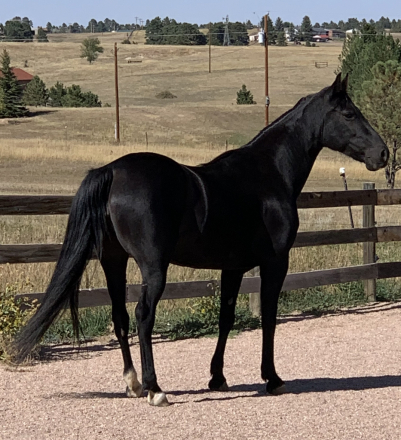 HorseID: 2280724 Contessa's Black Silver - PhotoID: 1062735