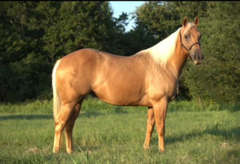 HorseID: 2280731 CRC Smart Miss Gypsy - PhotoID: 1055425