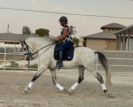 HorseID: 2280856 Santana Sky - PhotoID: 1055613