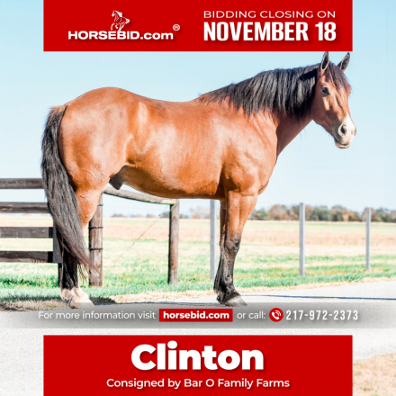 HorseID: 2280903 Clinton - PhotoID: 1055696