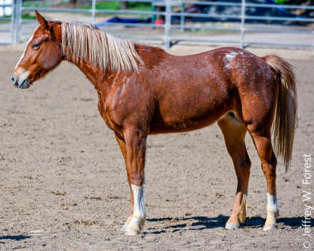 HorseID: 2283027 Wranglers Peach Fizz - PhotoID: 1061150