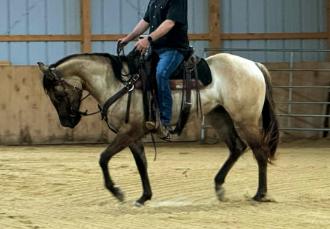 HorseID: 2283216 BFR Steely Breeze - PhotoID: 1058774