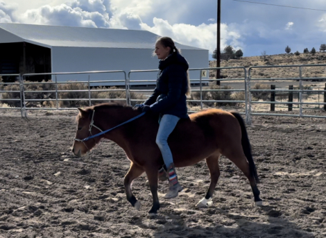 HorseID: 2283342 4 Year Old Grade Shetland/Mini Mare - PhotoID: 1059010