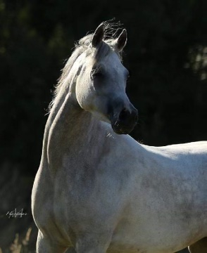 HorseID: 2283344 Juliaunna - PhotoID: 1059013