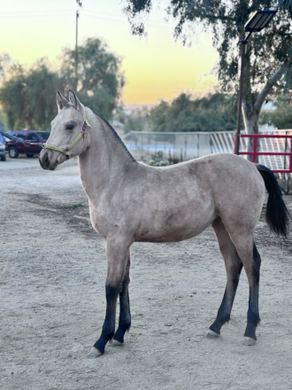 HorseID: 2283874 Buttercup - PhotoID: 1060043