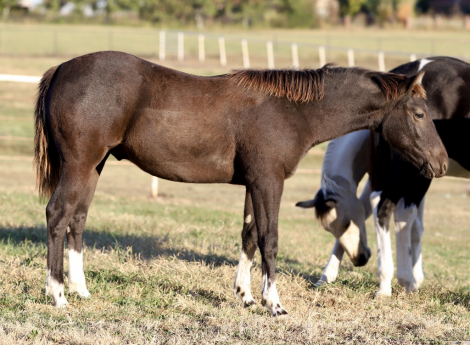 HorseID: 2283915 PHP Trendy Charcoal - PhotoID: 1061263