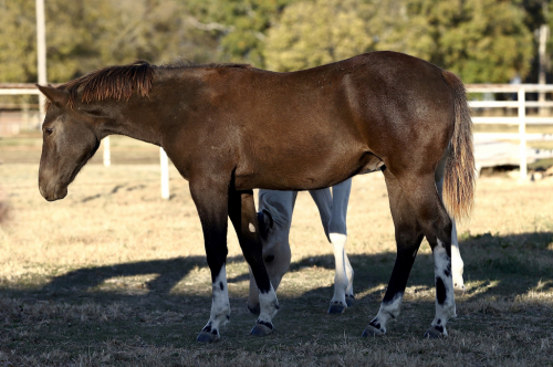 HorseID: 2283915 PHP Trendy Charcoal - PhotoID: 1061264